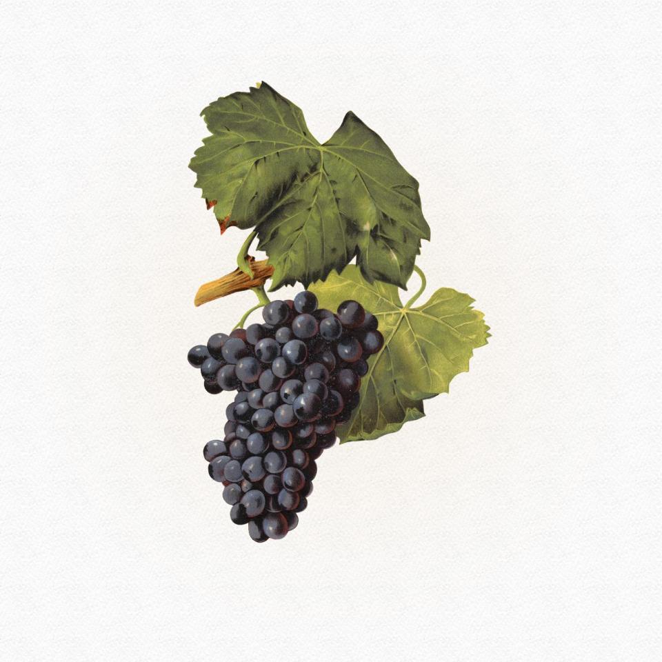 Grenache Noir