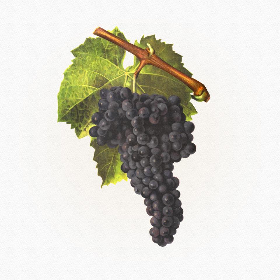 Mourvèdre Noir