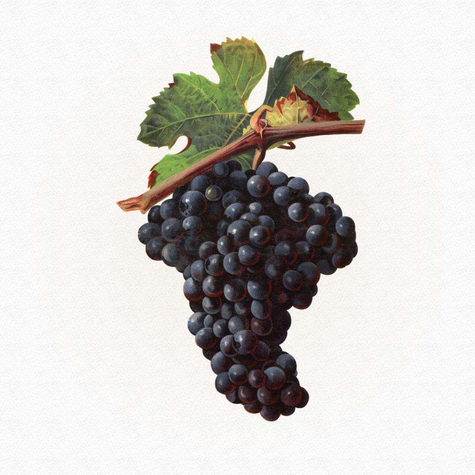 Carignan